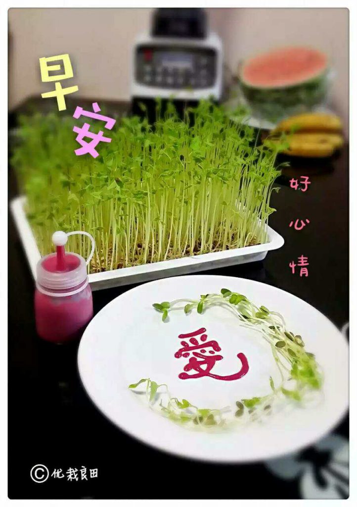 蔬素艺术料理 (14)