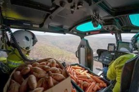 【素食资讯】澳大利亚空投大批土豆胡萝卜 拯救遭山火动物