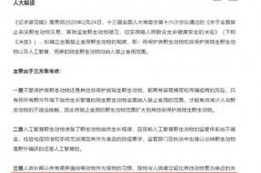 好消息！！深圳将成为中国首个禁止食用狗肉和猫肉的城市!|素食保护动物