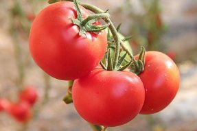 【素食养生】常吃西红柿好处多多，坚持三个月以上，身体会发生四种变化！