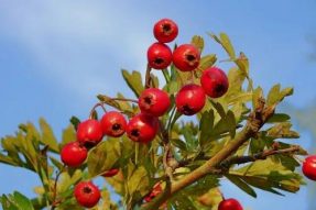 【素食养生】黄芪加一物，活血化瘀护心脏